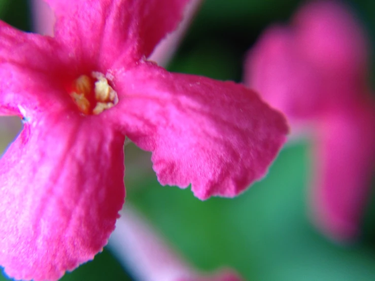 a close up s of the center and outer petals of a pink flower