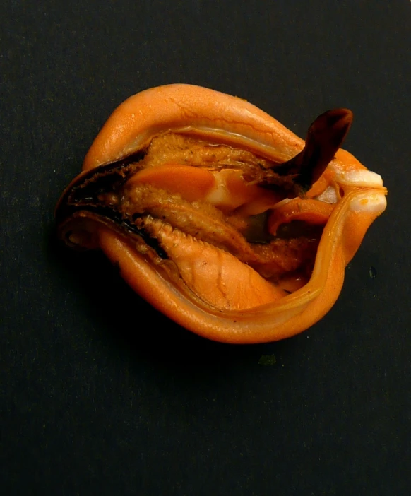 a close up of a piece of carrot peel