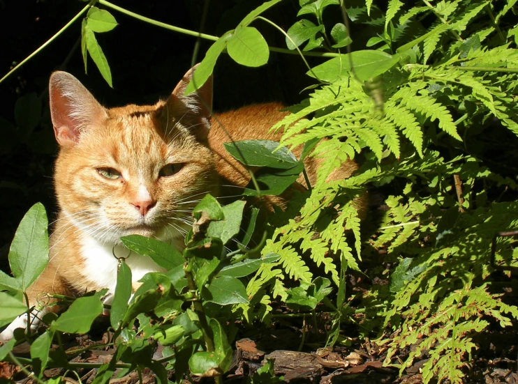 a cat lying in the leaves looking into a camera