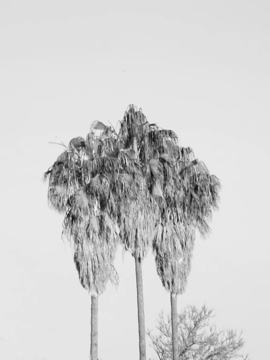 black and white pograph of two trees in the woods