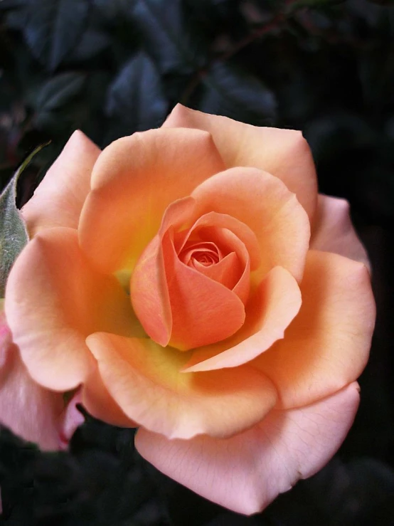 a close up of a pink rose on a bush