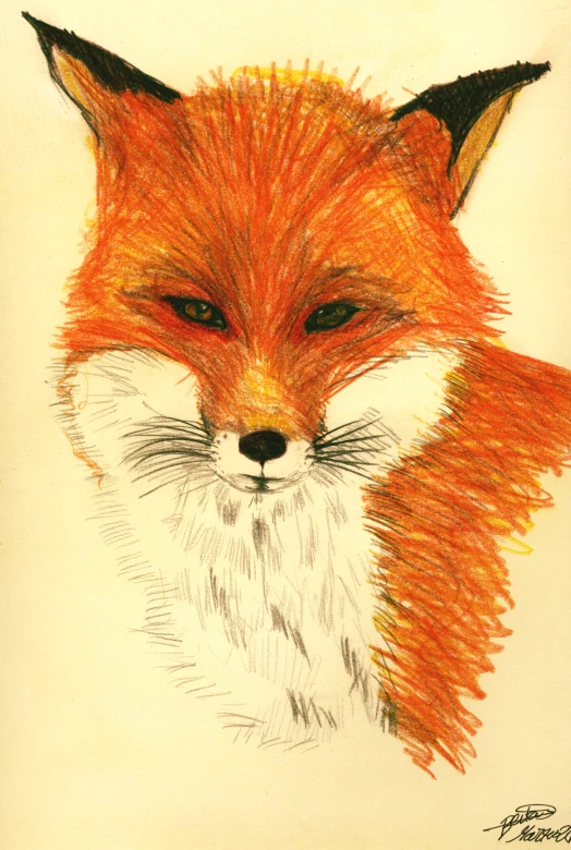 a drawing of an orange fox's head with very short, black eyes