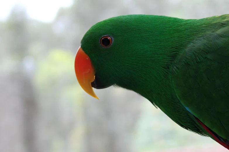 green bird with a bright orange beak looking at the camera