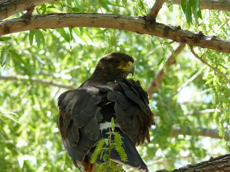 a large bird perched on the nch of a tree