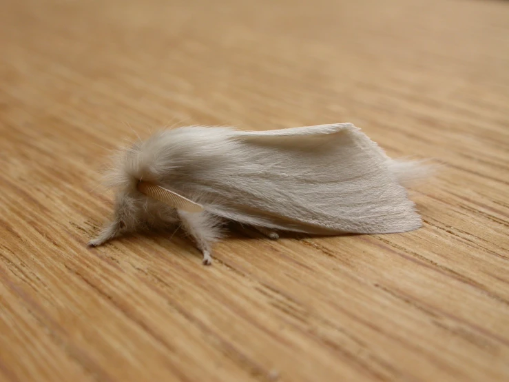 a light colored bug sits on the floor