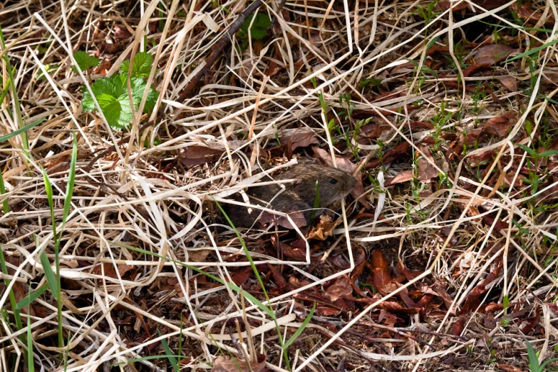 a bird hides in the weeds and grass