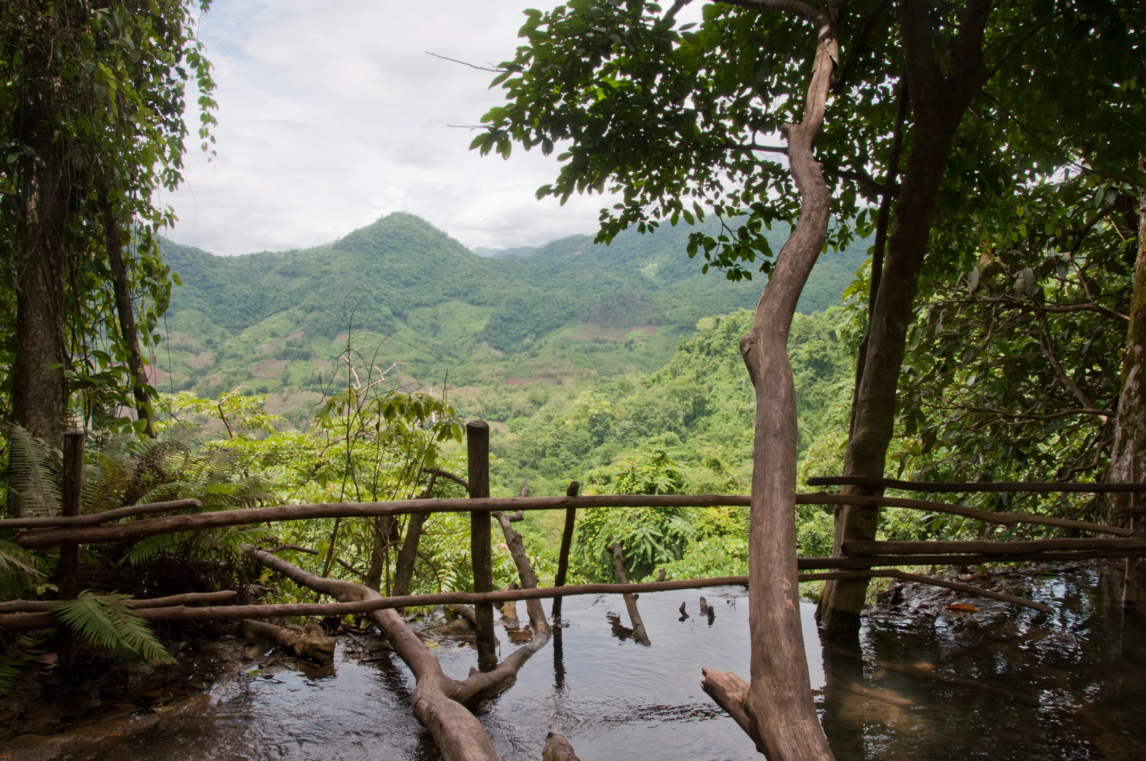 two wooden bridges are on the water in a forest