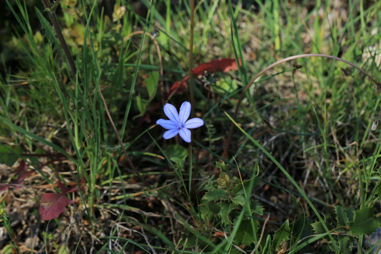 a blue flower is blooming on some grass