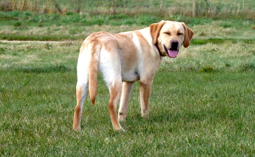 a large dog walking through a green grass field