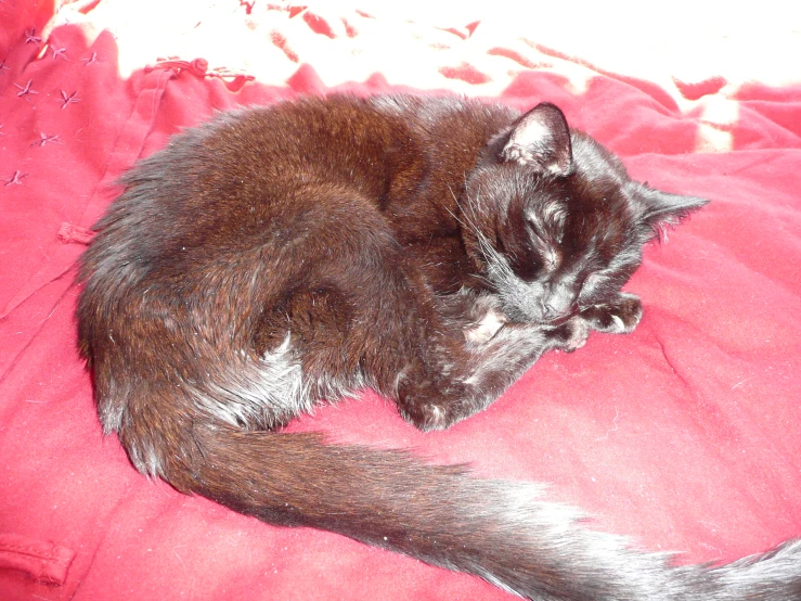 a cat curled up sleeping on a blanket