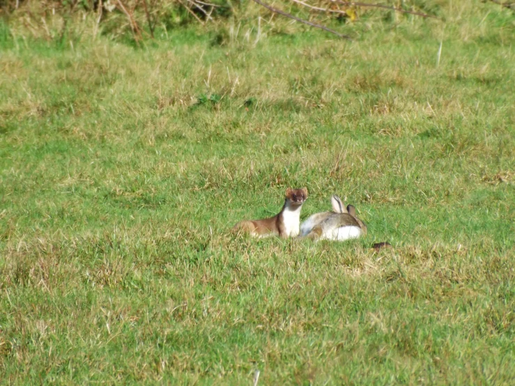 a group of animals in the grass together