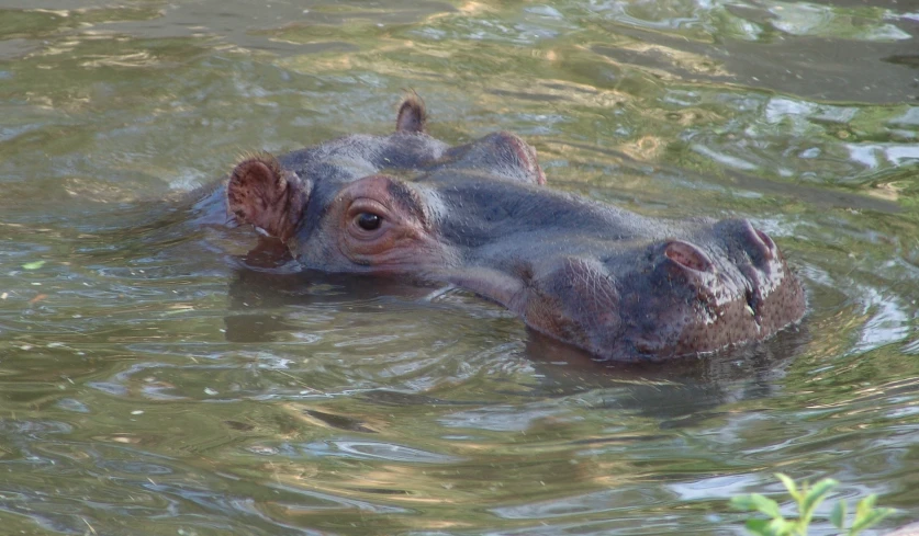 a large hippopotamus submerged in some clear water