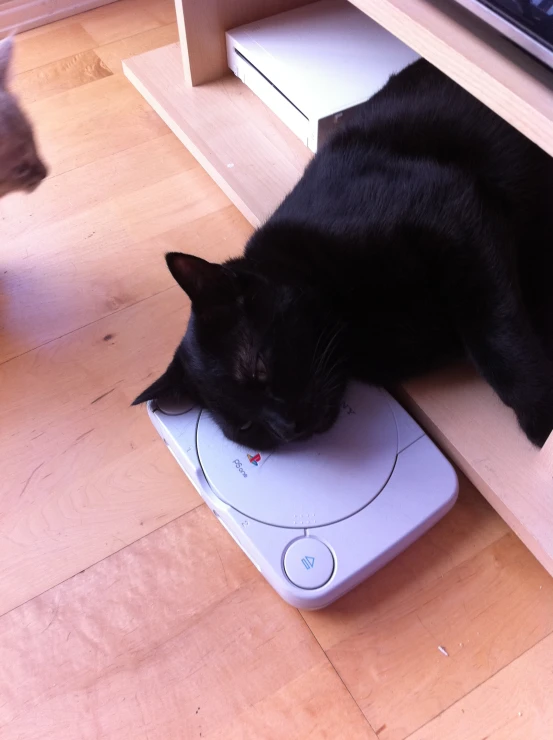 a cat that is sitting on a remote control