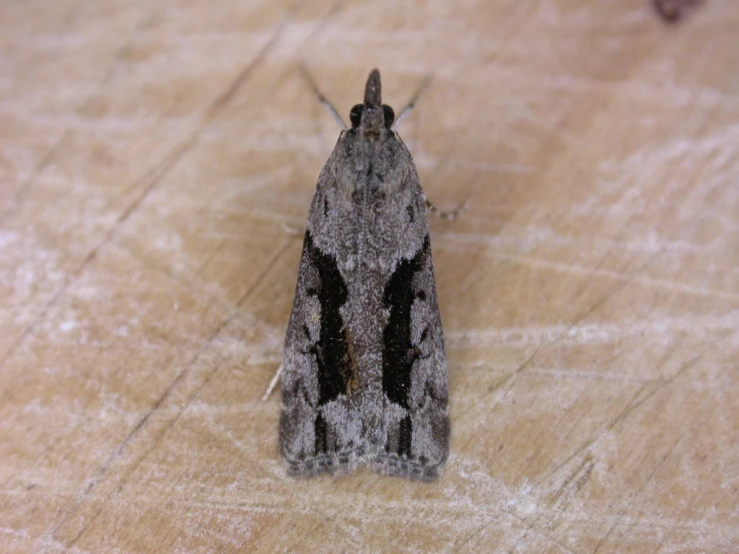 a close up of a moth on a table