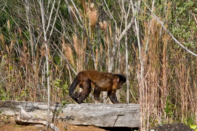 a brown bear standing on top of a fallen tree