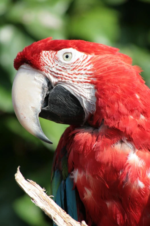 a bird with bright red feathers and a white chest