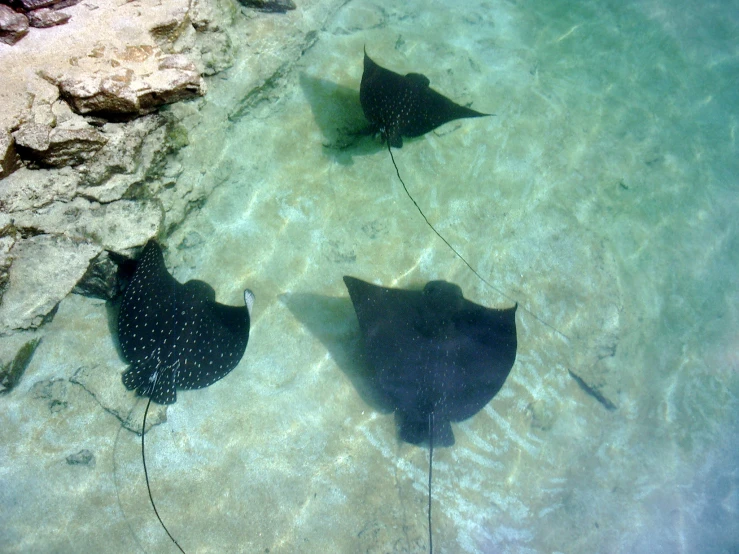 two sting ray fish in clear water in an ocean