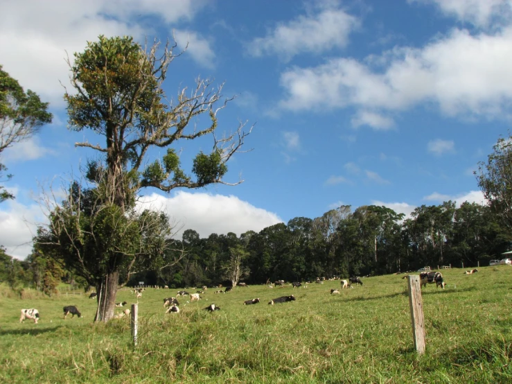 a pasture full of cows is shown, some are grazing