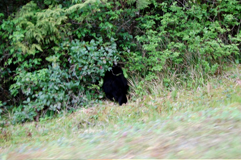 a bear hiding from the side of the road