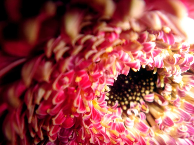 an artistic po of a pink and white flower