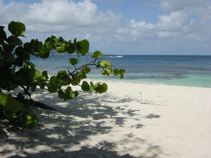 the view from under a tree of beach and water