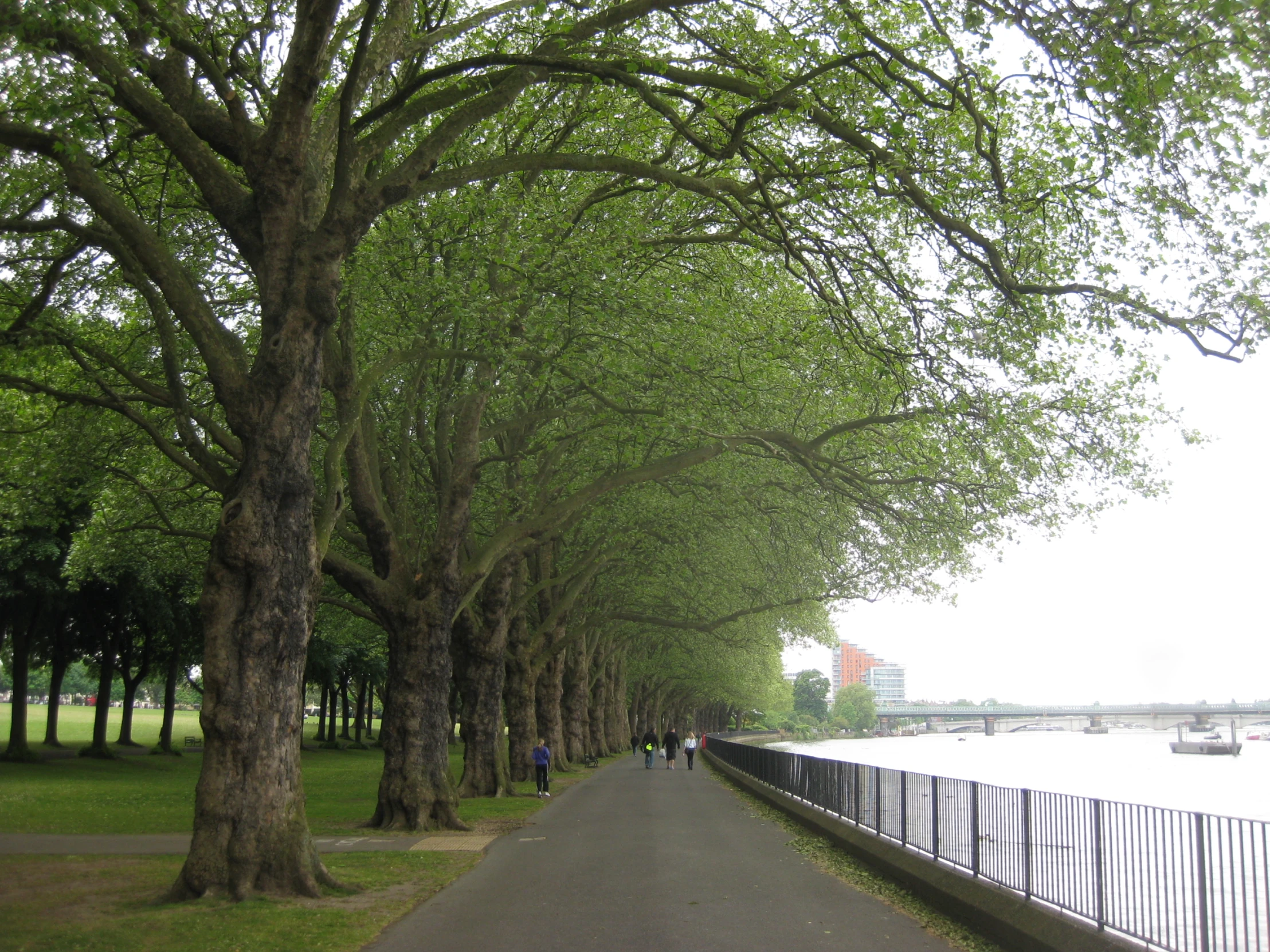 a long walkway lined with trees leading to a dock