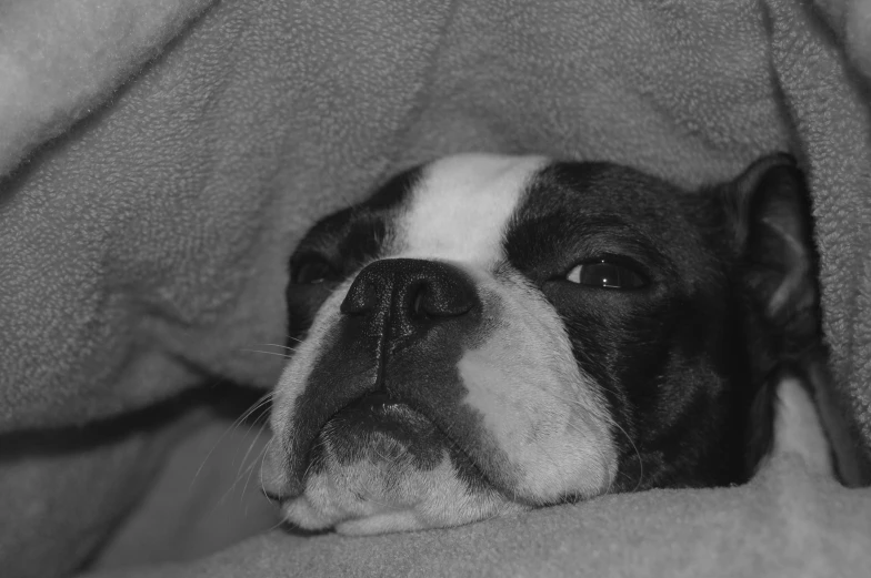 a dog looks sleepy while laying under a blanket