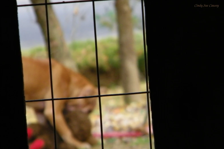 a cow through a window looking in on the grass