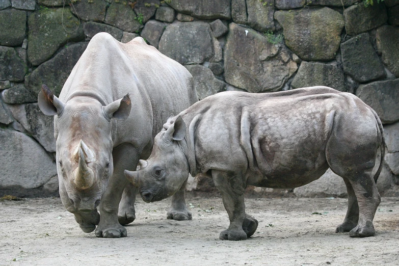 two large rhinos standing beside each other in an enclosure