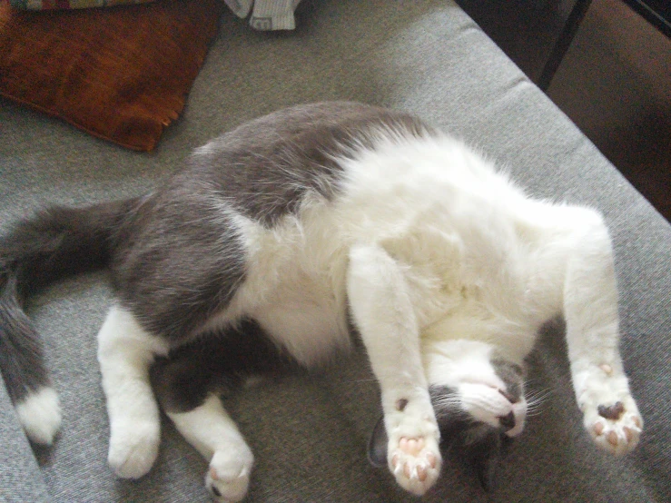 a white and gray cat lays on the floor