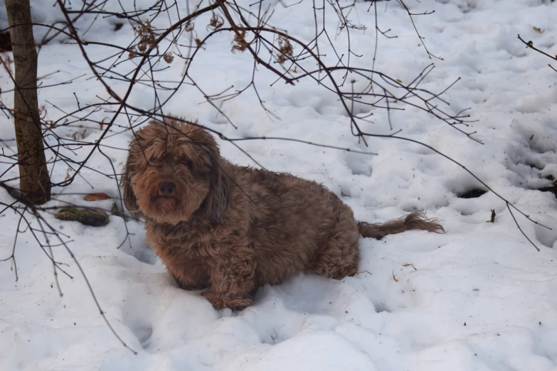 small fluffy brown dog standing in the snow