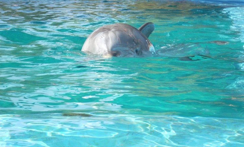 a dolphin swimming inside of a large pool