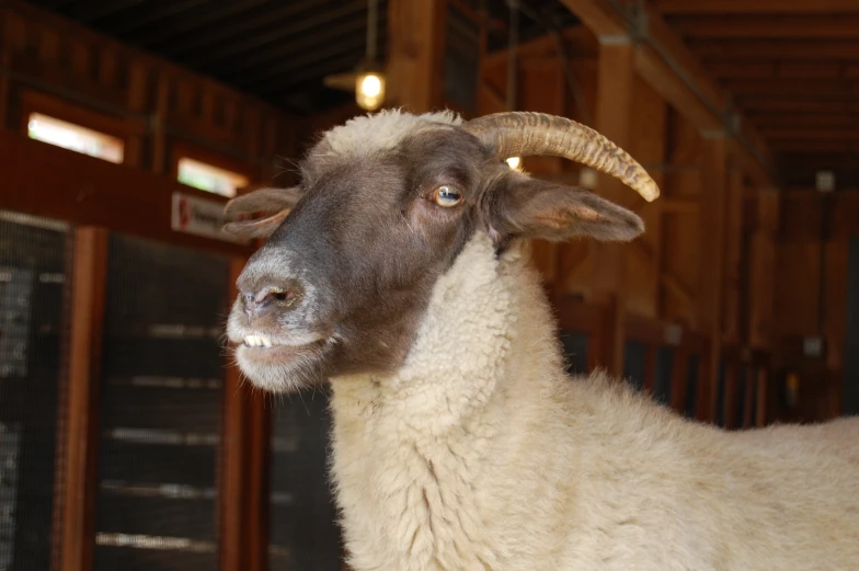 the sheep is very big and looking straight ahead