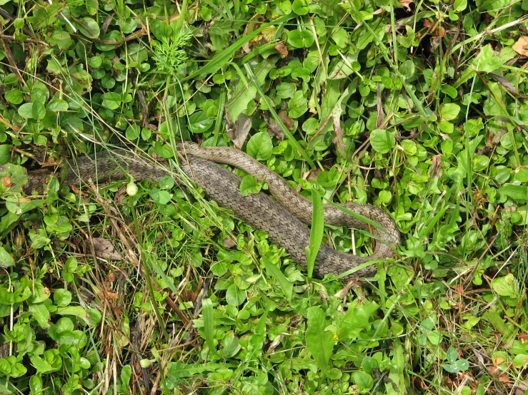 a lizard hiding in the grass during the day