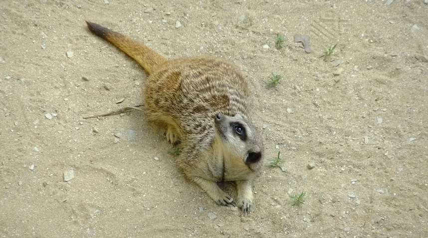 a baby meerkat lies on the ground, looking back
