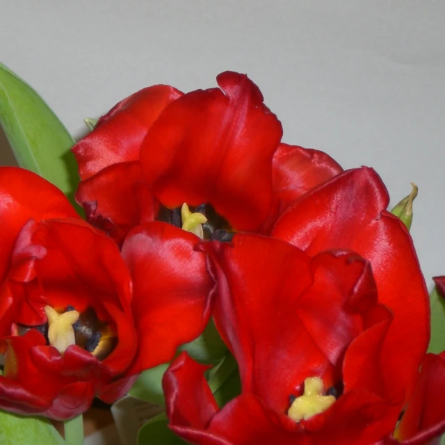 a bouquet of red flowers sitting next to each other