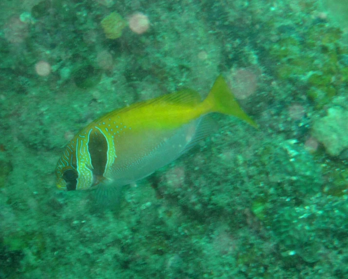 an underwater view shows bright green fish surrounded by algae