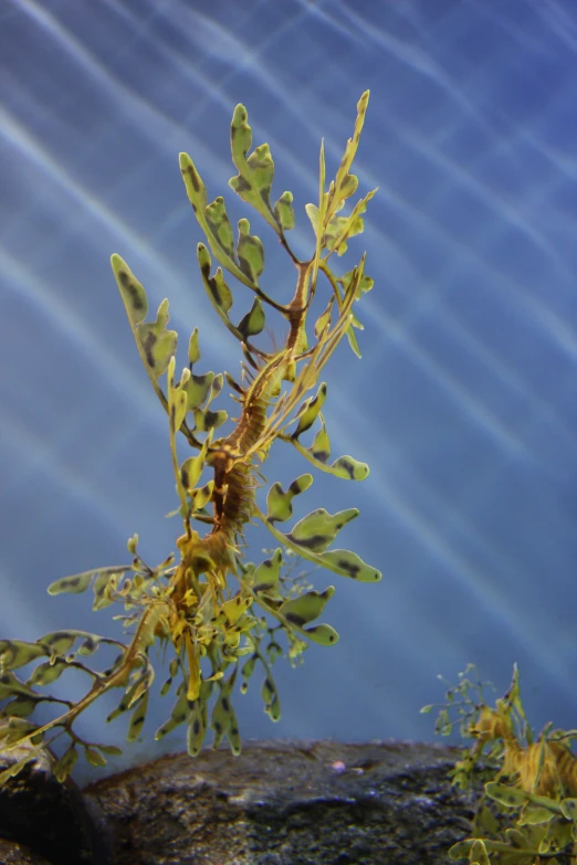 the plants are growing and coming out of the rock