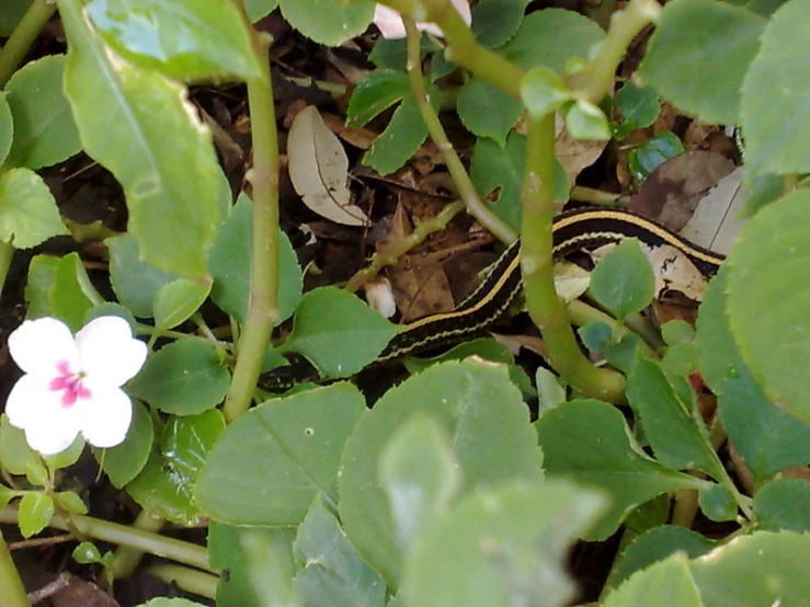 a white flower with red and white petals in a garden