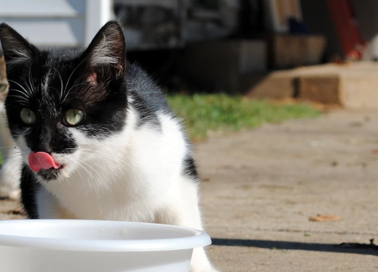 a black and white cat sitting next to a plastic bowl