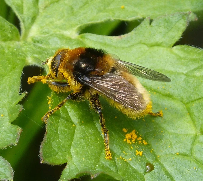 the fly sits on a green leaf and eats soing yellow