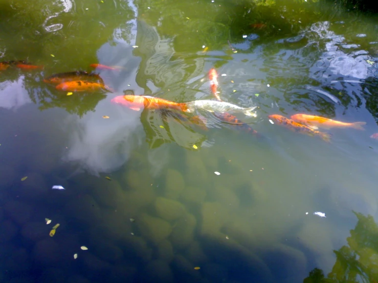 a pond full of large fish swimming in it