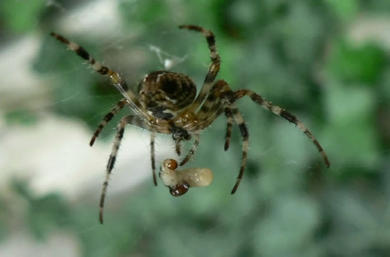 the large spider is sitting on the edge of its web
