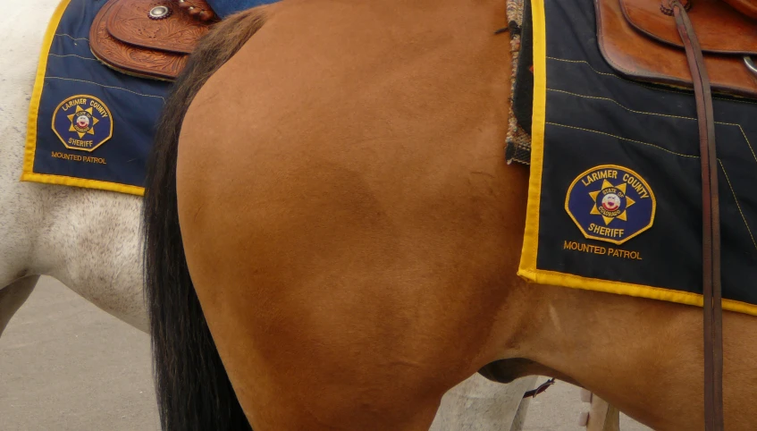 two horses with a sheriff patch on their vests