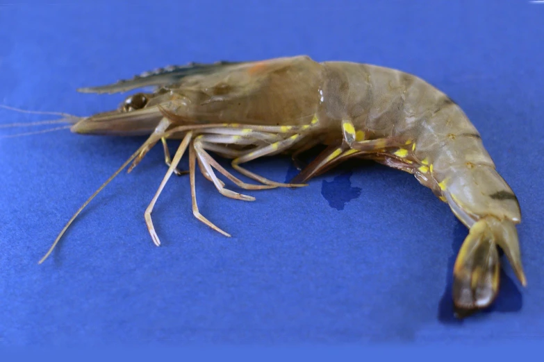 a shrimp with a yellow tipped end