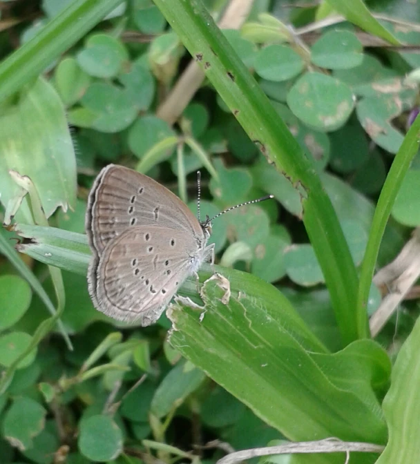 there is a brown erfly perched on a blade of grass