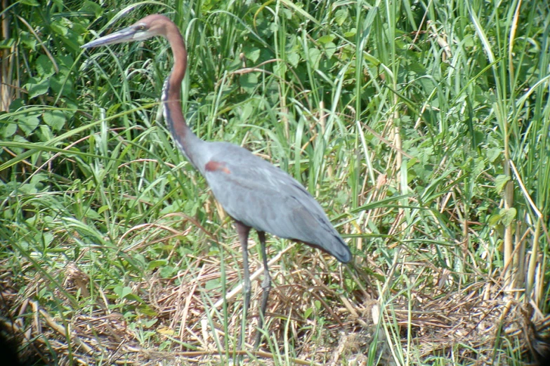 a tall bird with a long bill standing on the grass