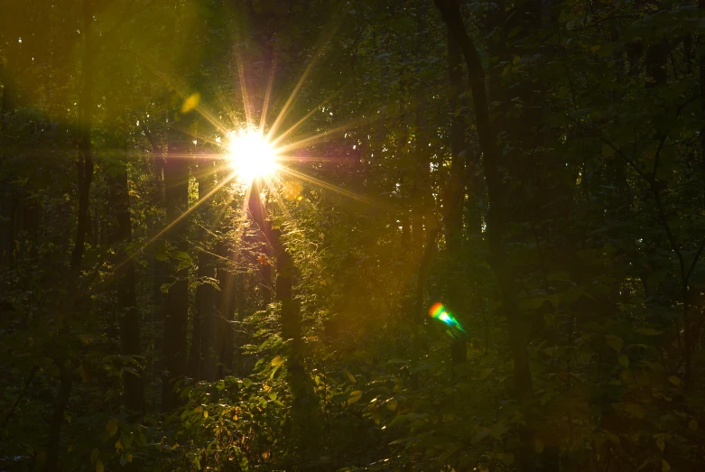 a sunburst shining through the trees in a wooded area