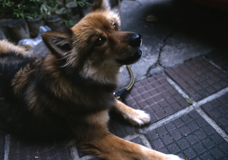 a cute little dog is sitting on the ground