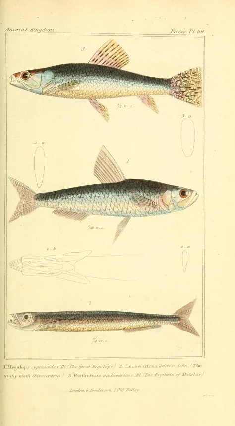 a drawing shows three fish, each different colors and size